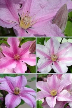 Sally Clematis - 1 Gallon Pot -Garden Care clematis sally 24