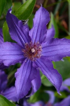 Sapphire Indigo Clematis - 3 Gallon Pot -Garden Care clematis sapphire indigo 1