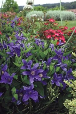 Sapphire Indigo Clematis - 3 Gallon Pot -Garden Care clematis sapphire indigo 6