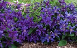 Sapphire Indigo Clematis - 3 Gallon Pot -Garden Care clematis sapphire indigo 7