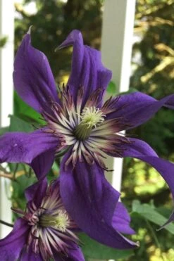 Sapphire Indigo Clematis - 3 Gallon Pot -Garden Care clematis sapphire indigo 9