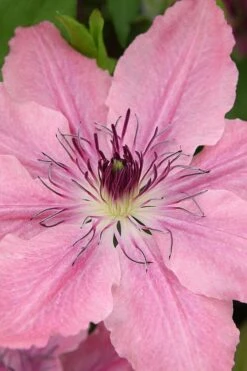 Sarah Elizabeth Clematis - 1 Gallon Pot -Garden Care clematis sarah elizabeth 3