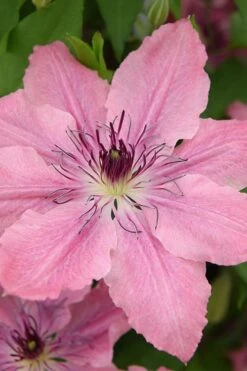 Sarah Elizabeth Clematis - 1 Gallon Pot -Garden Care clematis sarah elizabeth 4