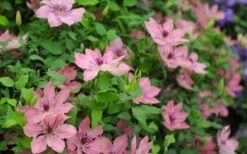 Sarah Elizabeth Clematis - 1 Gallon Pot -Garden Care clematis sarah elizabeth 5