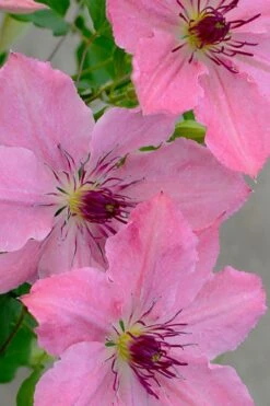 Sarah Elizabeth Clematis - 1 Gallon Pot -Garden Care clematis sarah elizabeth 7