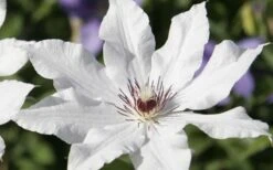 Snow Queen Clematis - 1 Gallon Pot -Garden Care clematis snow queen 3