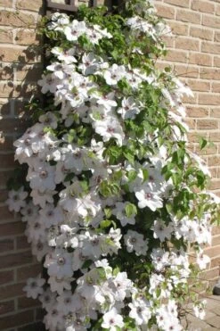 Snow Queen Clematis - 1 Gallon Pot -Garden Care clematis snow queen 4