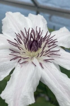 Snow Queen Clematis - 1 Gallon Pot -Garden Care clematis snow queen 5