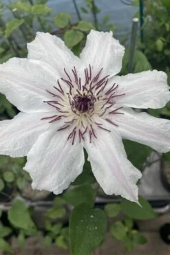 Snow Queen Clematis - 1 Gallon Pot -Garden Care clematis snow queen 7
