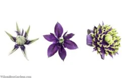 Taiga Clematis - 1 Gallon Pot -Garden Care clematis taiga 24