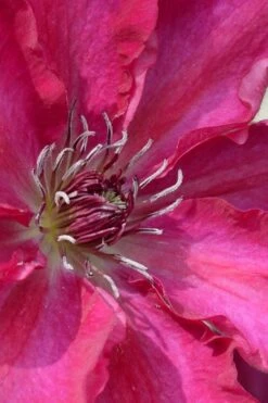 Garland Tekla Clematis - 1 Gallon Pot -Garden Care clematis tekla 1