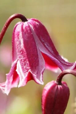 Etioile Rose Clematis - 1 Gallon Pot -Garden Care clematis texensis etoile rose 1