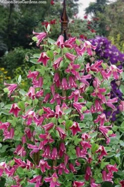 Etioile Rose Clematis - 1 Gallon Pot -Garden Care clematis texensis etoile rose 4