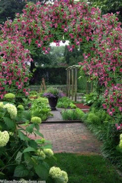 Etioile Rose Clematis - 1 Gallon Pot -Garden Care clematis texensis etoile rose 5