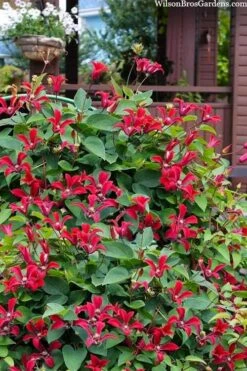 Gravetye Beauty Clematis - 1 Gallon Pot -Garden Care clematis texensis gravetye beauty 10