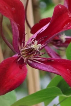 Gravetye Beauty Clematis - 1 Gallon Pot -Garden Care clematis texensis gravetye beauty 6