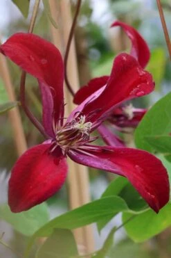 Gravetye Beauty Clematis - 1 Gallon Pot -Garden Care clematis texensis gravetye beauty 7