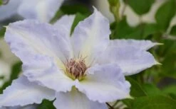 Tranquilite Clematis - 1 Gallon Pot -Garden Care clematis tranquilete 1
