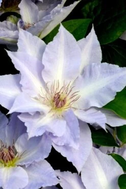 Tranquilite Clematis - 1 Gallon Pot -Garden Care clematis tranquilete 3