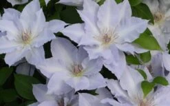 Tranquilite Clematis - 1 Gallon Pot -Garden Care clematis tranquilete 4