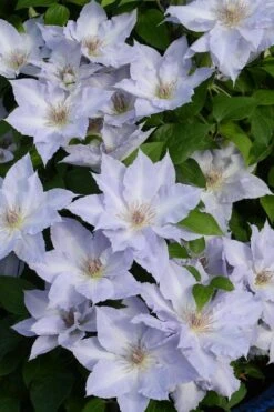 Tranquilite Clematis - 1 Gallon Pot -Garden Care clematis tranquilite 11