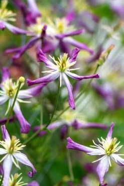 Rubromarginata Fragrant Clematis - 1 Gallon Pot -Garden Care clematis triternata rubromarginata 1