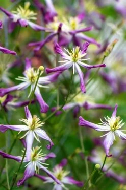 Rubromarginata Fragrant Clematis - 1 Gallon Pot -Garden Care clematis triternata rubromarginata 2