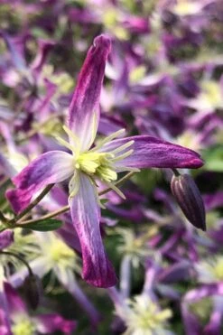 Rubromarginata Fragrant Clematis - 1 Gallon Pot -Garden Care clematis triternata rubromarginata 5