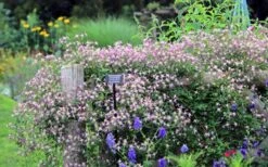 Rubromarginata Fragrant Clematis - 1 Gallon Pot -Garden Care clematis triternata rubromarginata 6