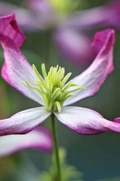 Rubromarginata Fragrant Clematis - 1 Gallon Pot -Garden Care clematis triternata rubromarginata 7