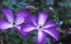 Venosa Violacea Clematis - 1 Gallon Pot -Garden Care clematis venosa violacea 1