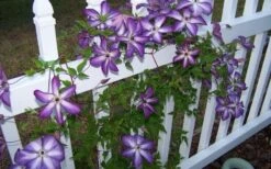 Venosa Violacea Clematis - 1 Gallon Pot -Garden Care clematis venosa violacea 4
