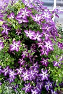 Venosa Violacea Clematis - 1 Gallon Pot -Garden Care clematis venosa violacea 5