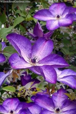 Venosa Violacea Clematis - 1 Gallon Pot -Garden Care clematis venosa violacea 7