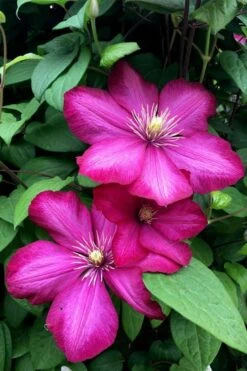 Ville De Lyon Clematis - 1 Gallon Pot -Garden Care clematis ville de lyon 13
