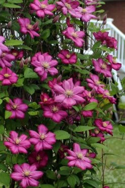 Ville De Lyon Clematis - 1 Gallon Pot -Garden Care clematis ville de lyon 2