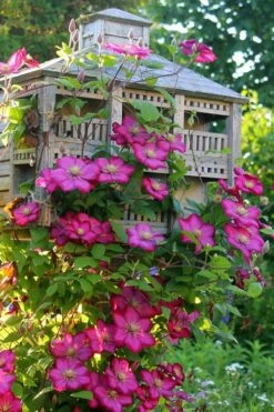 Ville De Lyon Clematis - 1 Gallon Pot -Garden Care clematis ville de lyon 7