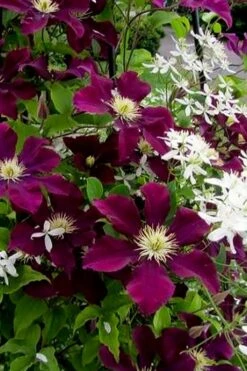 Warsaw Nike Clematis - 1 Gallon Pot -Garden Care clematis warsaw nike 11