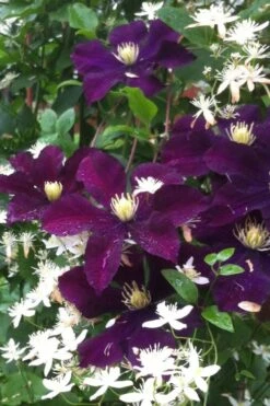 Warsaw Nike Clematis - 1 Gallon Pot -Garden Care clematis warsaw nike 12