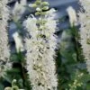 Sixteen Candles Summersweet (Clethra) - 3 Gallon Pot