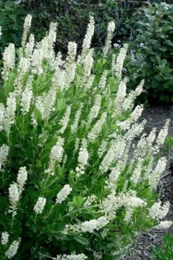Sixteen Candles Summersweet (Clethra) - 3 Gallon Pot -Garden Care clethra alnifolia sixteen candles summersweet 3