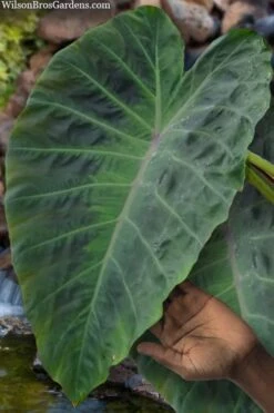 Maximus Gigante Hardy Elephant Ear (Colocasia) - 5 Gallon Pot -Garden Care colocasia maximus gigante elephant ears 3