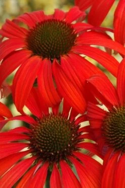 Tomato Soup Coneflower (Echinacea) - 1 Gallon Pot -Garden Care coneflower tomato soup 500x750 1