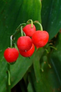 Lily Of The Valley (Convallaria Majalis) - 5 Pack Quart Pots -Garden Care convallaria majalis bordeaux lily of the valley 2 1