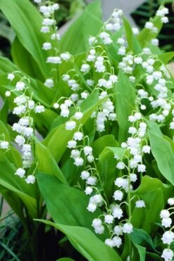 Bordeaux Lily Of The Valley (Convallaria) - 1 Gallon Pot 8 Bordeaux Lily Of The Valley (Convallaria) - 1 Gallon Pot -Garden Care convallaria majalis bordeaux lily of the valley 3