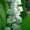 Bordeaux Lily Of The Valley (Convallaria) - 1 Gallon Pot