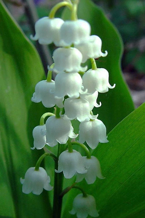 Bordeaux Lily Of The Valley (Convallaria) - 1 Gallon Pot 1 Bordeaux Lily Of The Valley (Convallaria) - 1 Gallon Pot