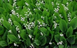 Lily Of The Valley (Convallaria Majalis) - 5 Pack Quart Pots -Garden Care convallaria majalis lily of the valley 14
