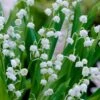 Lily Of The Valley (Convallaria Majalis) - 5 Pack Quart Pots