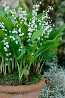 Lily Of The Valley (Convallaria Majalis) - 5 Pack Quart Pots -Garden Care convallaria majalis lily of the valley 23